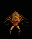 Sand Maggot