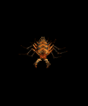 Sand Maggot Young